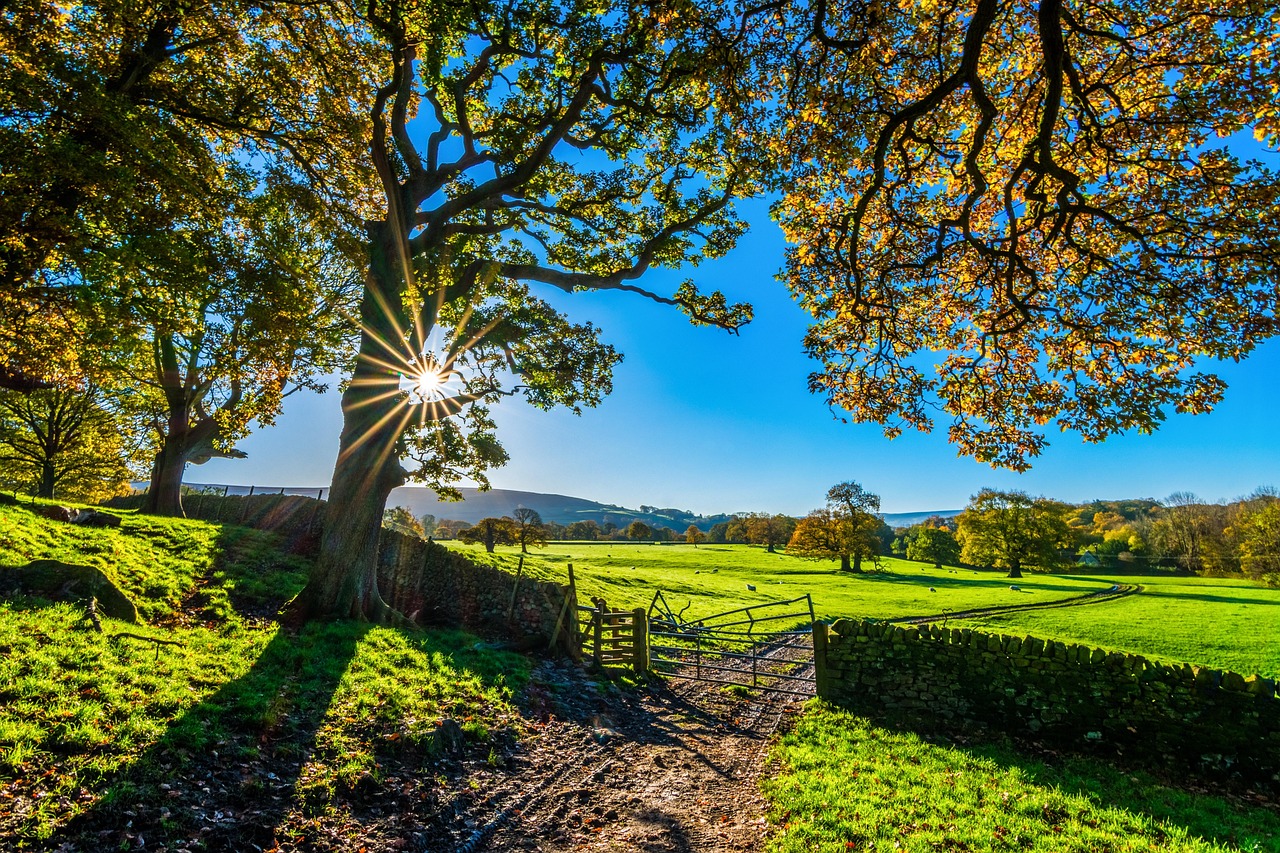 Imóveis rurais para lazer, veraneio e refúgio rural - Portal imobiliário rural diversas opções de imóveis focado em chácaras, sítios, chalés para compra e venda e locação por temporada. trees, farm, fence, farmland, stone fence, pastures, sunlight, grass, grasslands, fields, meadows, yorkshire, autumn, sunshine, morning, nature, landscape, farm gate, farm track, light, agriculture, stone wall, rustic