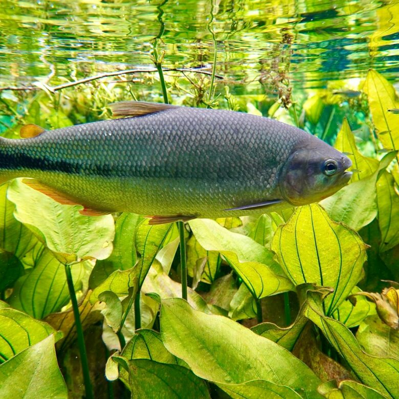 a fish that is swimming in some water
